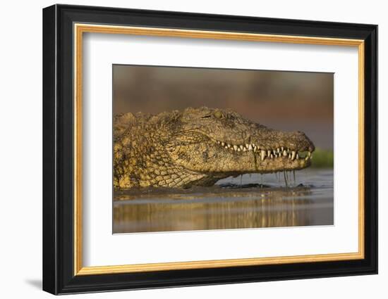 Nile crocodile (Crocodylus niloticus), Zimanga private game reserve, KwaZulu-Natal, South Africa, A-Ann and Steve Toon-Framed Photographic Print