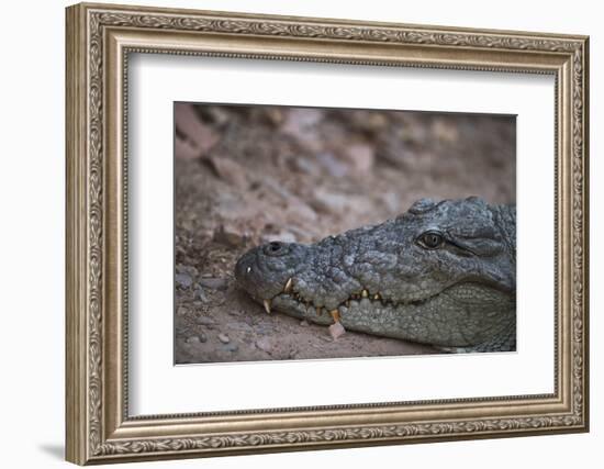 Nile Crocodile, Ranthambhore National Park, Rajasthan, India, Asia-Janette Hill-Framed Photographic Print