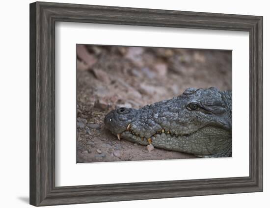 Nile Crocodile, Ranthambhore National Park, Rajasthan, India, Asia-Janette Hill-Framed Photographic Print