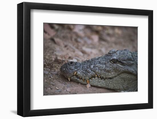 Nile Crocodile, Ranthambhore National Park, Rajasthan, India, Asia-Janette Hill-Framed Photographic Print