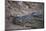 Nile Crocodile, Ranthambhore National Park, Rajasthan, India, Asia-Janette Hill-Mounted Photographic Print