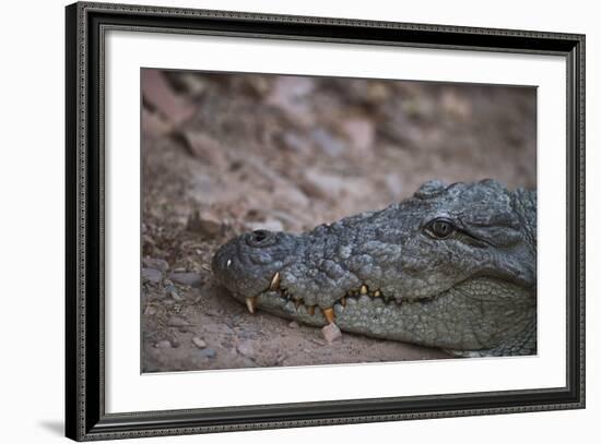 Nile Crocodile, Ranthambhore National Park, Rajasthan, India, Asia-Janette Hill-Framed Photographic Print