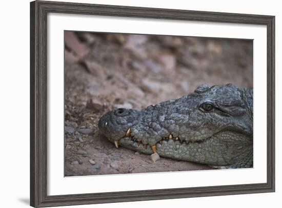 Nile Crocodile, Ranthambhore National Park, Rajasthan, India, Asia-Janette Hill-Framed Photographic Print