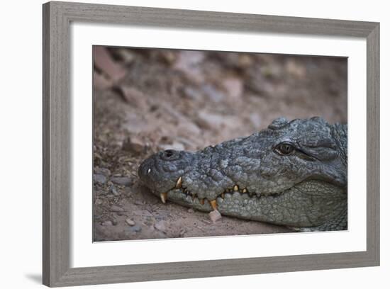 Nile Crocodile, Ranthambhore National Park, Rajasthan, India, Asia-Janette Hill-Framed Photographic Print