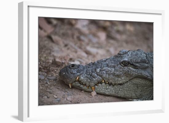 Nile Crocodile, Ranthambhore National Park, Rajasthan, India, Asia-Janette Hill-Framed Photographic Print