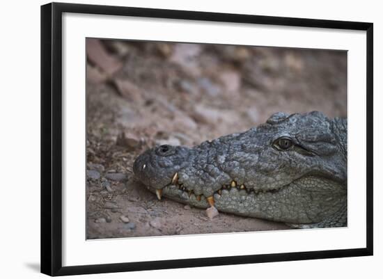 Nile Crocodile, Ranthambhore National Park, Rajasthan, India, Asia-Janette Hill-Framed Photographic Print