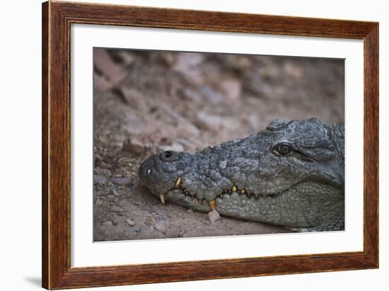 Nile Crocodile, Ranthambhore National Park, Rajasthan, India, Asia-Janette Hill-Framed Photographic Print