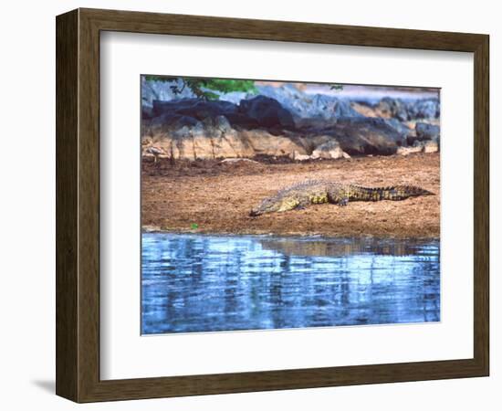 Nile Crocodile, Tanzania-David Northcott-Framed Photographic Print
