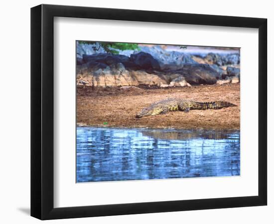 Nile Crocodile, Tanzania-David Northcott-Framed Photographic Print