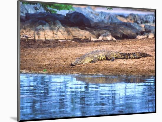 Nile Crocodile, Tanzania-David Northcott-Mounted Photographic Print