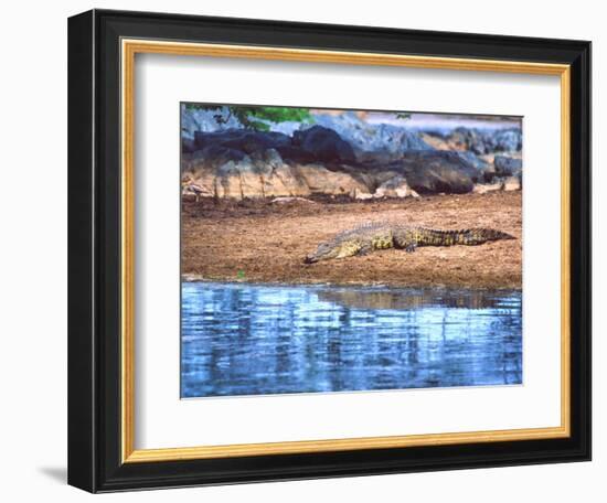 Nile Crocodile, Tanzania-David Northcott-Framed Photographic Print