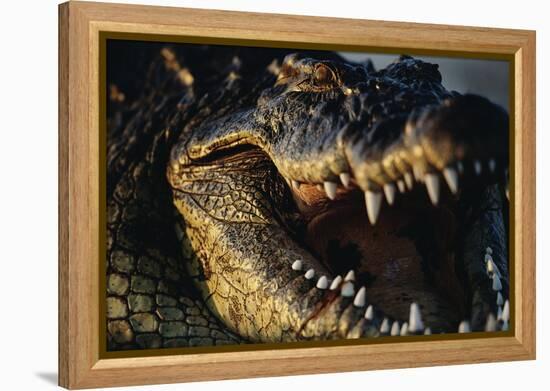 Nile Crocodile with Open Mouth-Paul Souders-Framed Premier Image Canvas