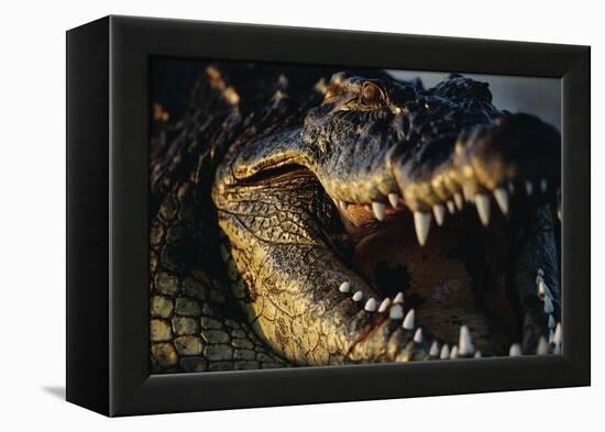 Nile Crocodile with Open Mouth-Paul Souders-Framed Premier Image Canvas