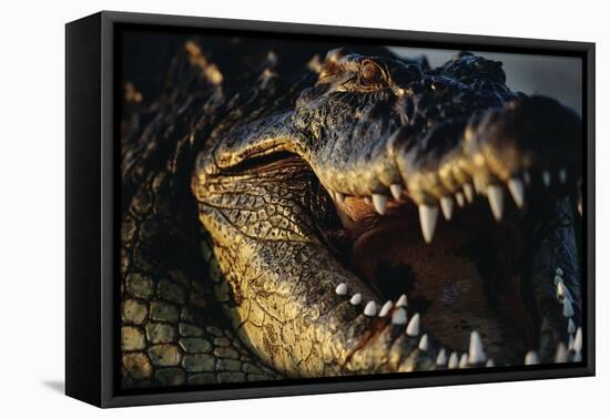 Nile Crocodile with Open Mouth-Paul Souders-Framed Premier Image Canvas