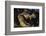 Nile Crocodile with Open Mouth-Paul Souders-Framed Photographic Print