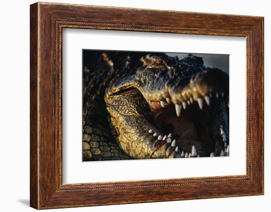 Nile Crocodile with Open Mouth-Paul Souders-Framed Photographic Print