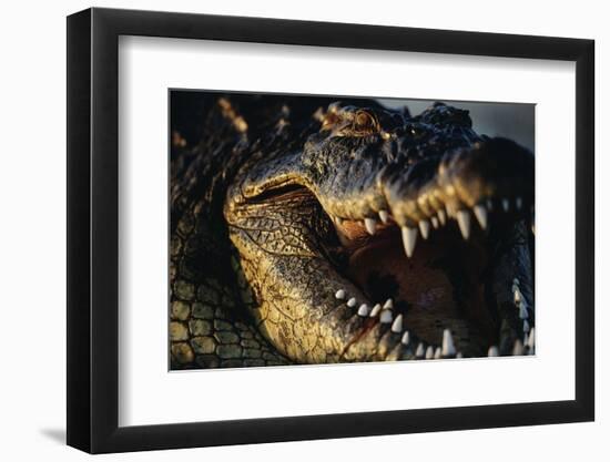 Nile Crocodile with Open Mouth-Paul Souders-Framed Photographic Print