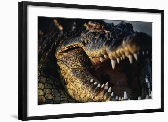 Nile Crocodile with Open Mouth-Paul Souders-Framed Photographic Print