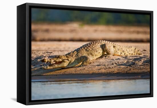 Nile Crocodile-Howard Ruby-Framed Premier Image Canvas