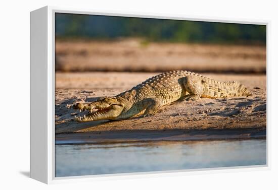 Nile Crocodile-Howard Ruby-Framed Premier Image Canvas