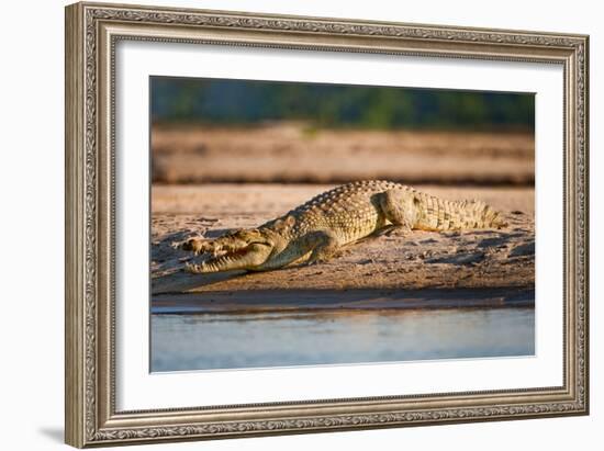 Nile Crocodile-Howard Ruby-Framed Photographic Print