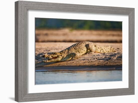 Nile Crocodile-Howard Ruby-Framed Photographic Print