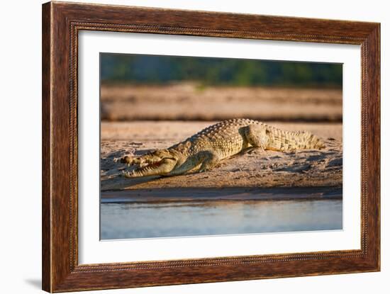 Nile Crocodile-Howard Ruby-Framed Photographic Print