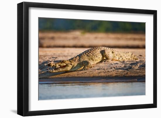 Nile Crocodile-Howard Ruby-Framed Photographic Print