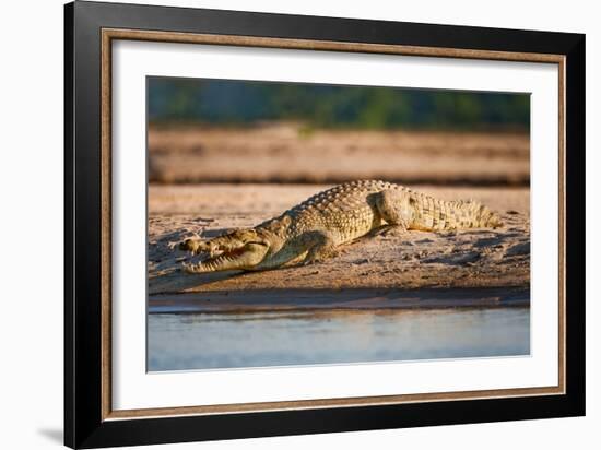 Nile Crocodile-Howard Ruby-Framed Photographic Print