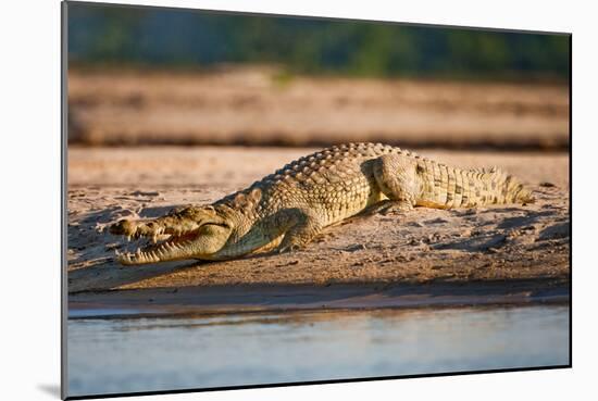 Nile Crocodile-Howard Ruby-Mounted Photographic Print