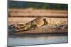 Nile Crocodile-Howard Ruby-Mounted Photographic Print