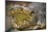 Nile Crocodile-Jon Hicks-Mounted Photographic Print