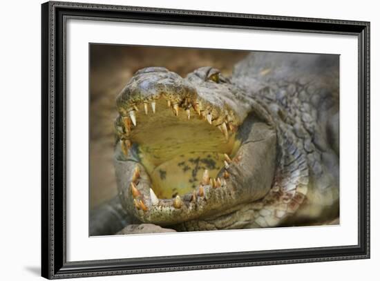 Nile Crocodile-Jon Hicks-Framed Photographic Print