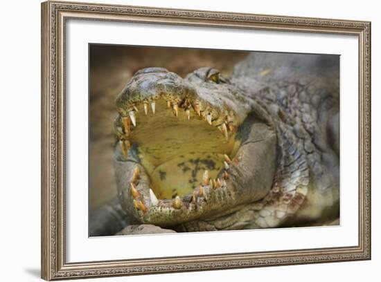 Nile Crocodile-Jon Hicks-Framed Photographic Print