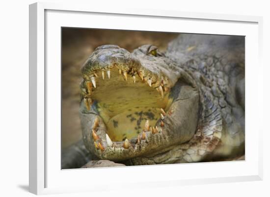 Nile Crocodile-Jon Hicks-Framed Photographic Print