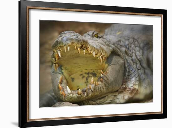 Nile Crocodile-Jon Hicks-Framed Photographic Print