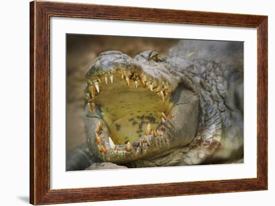 Nile Crocodile-Jon Hicks-Framed Photographic Print