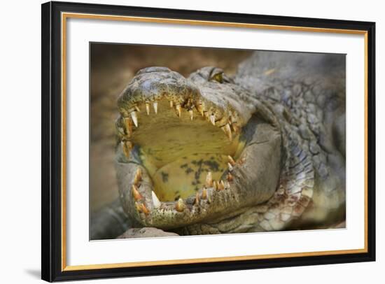 Nile Crocodile-Jon Hicks-Framed Photographic Print