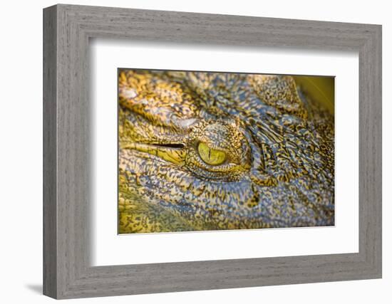 Nile Crocodile-Stuart Westmorland-Framed Photographic Print