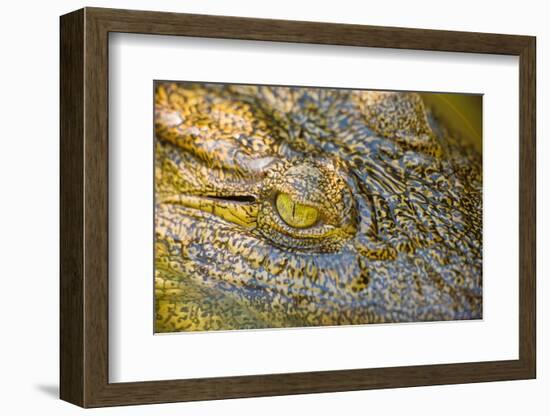 Nile Crocodile-Stuart Westmorland-Framed Photographic Print