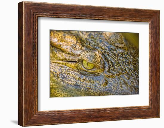 Nile Crocodile-Stuart Westmorland-Framed Photographic Print