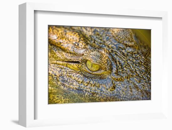 Nile Crocodile-Stuart Westmorland-Framed Photographic Print