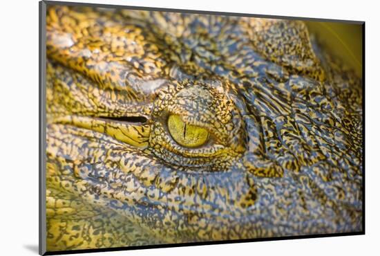 Nile Crocodile-Stuart Westmorland-Mounted Photographic Print