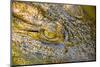 Nile Crocodile-Stuart Westmorland-Mounted Photographic Print