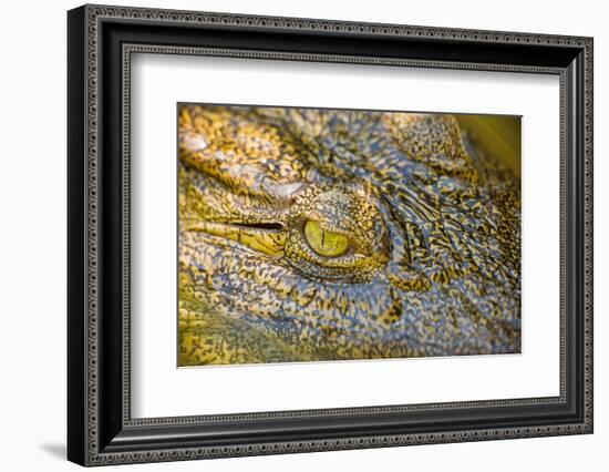 Nile Crocodile-Stuart Westmorland-Framed Photographic Print