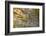 Nile Crocodile-Stuart Westmorland-Framed Photographic Print