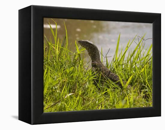 Nile Monitor Lizard (Varanus Nicolitus), Masai Mara National Reserve, Kenya, East Africa, Africa-Sergio Pitamitz-Framed Premier Image Canvas