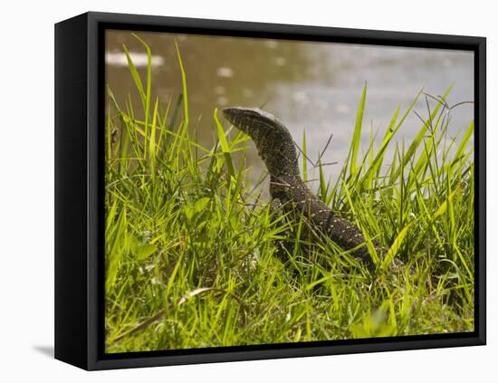 Nile Monitor Lizard (Varanus Nicolitus), Masai Mara National Reserve, Kenya, East Africa, Africa-Sergio Pitamitz-Framed Premier Image Canvas