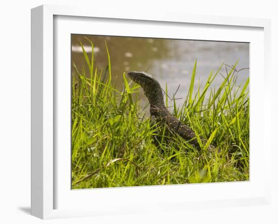 Nile Monitor Lizard (Varanus Nicolitus), Masai Mara National Reserve, Kenya, East Africa, Africa-Sergio Pitamitz-Framed Photographic Print