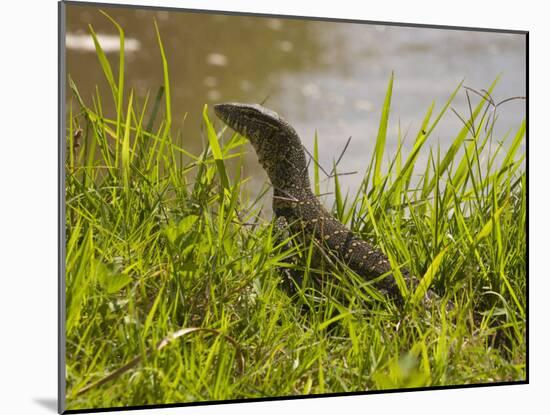 Nile Monitor Lizard (Varanus Nicolitus), Masai Mara National Reserve, Kenya, East Africa, Africa-Sergio Pitamitz-Mounted Photographic Print